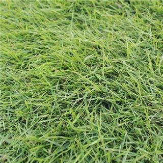 草皮价格的高低取决于外界哪些因素?